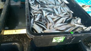 Цена на свежую рыбу. Краснодарский край Темрюкский район поселок Сенной. Переехали на юг. Темрюк