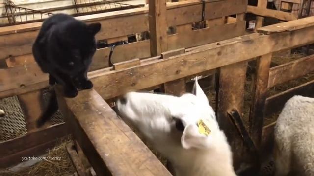 10 СЛУЧАЕВ, когда ПЕРЕОЦЕНИЛ СВОИ ВОЗМОЖНОСТИ И ОБЛАЖЯАЛС смотреть онлайн