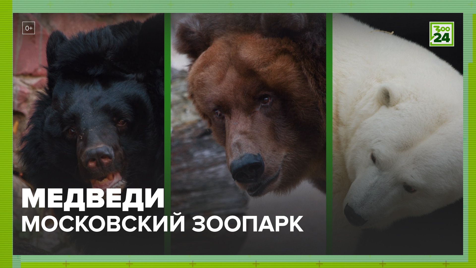 Медведи | Московский зоопарк | ЗОО 24
