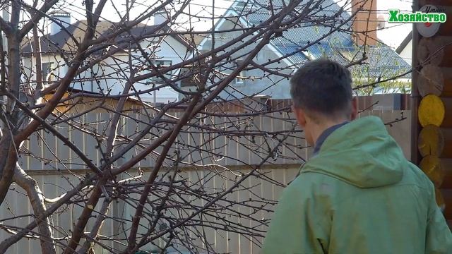 Обрезка плодовых деревьев для начинающих. Обрезка вишни осенью