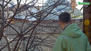 Обрезка плодовых деревьев для начинающих. Обрезка вишни осенью