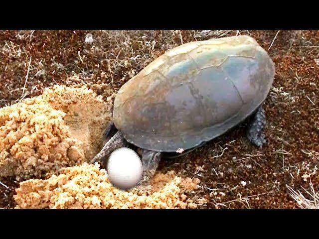 Красноухая черепаха откладывает яйца. Болотная черепаха откладывает яйца. Европейская Болотная черепаха отложила яйца. Яйца красноухой черепахи.