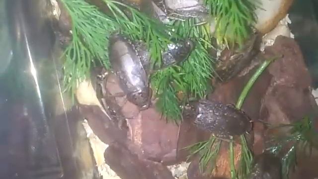 мраморные тараканы №1 смотреть онлайн