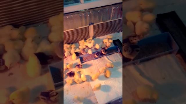 Цыплята несушки смотреть онлайн