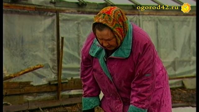 Высаживаем лук шалот смотреть онлайн