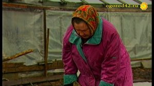 Высаживаем лук шалот