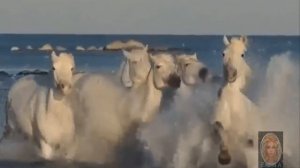 мощь и грация Музыка из к ф – Возвращение Будулая