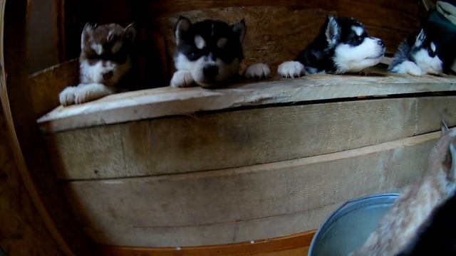 Хаски щенкам один месяц, переезжаем в новый вольер. смотреть онлайн