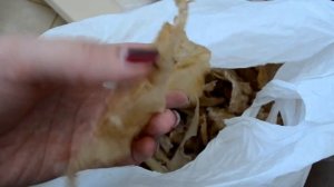 Рыбий осетровый клей (Sturgeon glue)