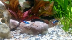 Брачные игры гуппи