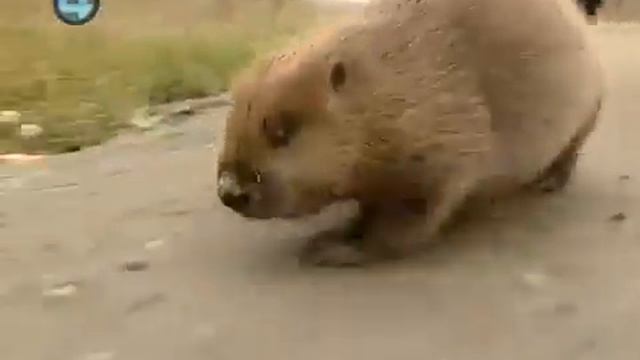 Бобер Сема смотреть онлайн