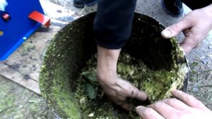 Кормоизмельчитель "БИК" в работе. Измельчение кукурузы