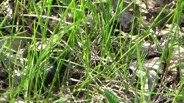 Жук бежит по своим делам и ролик про черного жука смотреть онлайн