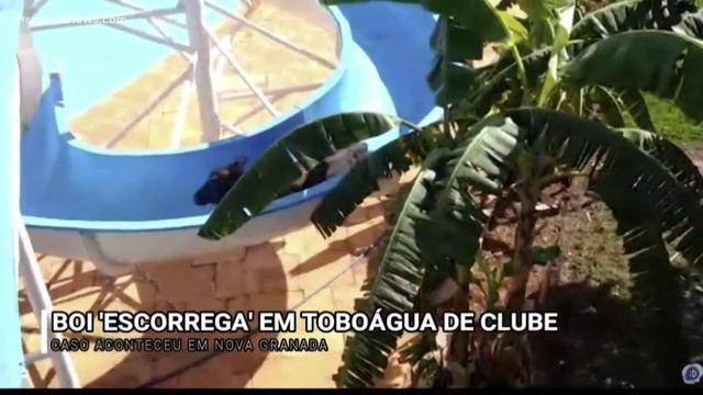 The Buzz: Cow escapes slaughterhouse, goes on waterslide adventure смотреть онлайн