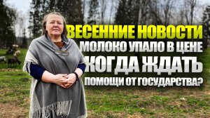 Выпас коз и овец. Фермеры беднеют. Приемка молока стала дешевой.