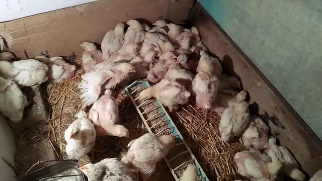 КОББ - 700 VS ЦВЕТНОЙ БРОЙЛЕР. СРАВНЕНИЕ ПРИВЕСОВ смотреть онлайн