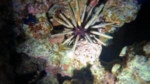 трубчатый еж