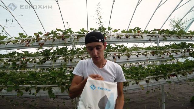 Как кормить клубнику. Подкормки и минерльное питание клубники