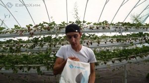 Как кормить клубнику. Подкормки и минерльное питание клубники