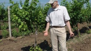 Созревание винограда. Совиньон. Этап в создании вина.