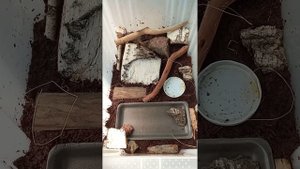 Обустройство террариума для живородящей ящерицы.#3.ЗАСЕЛЕНИЕ ЯЩЕРА.