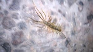 Обыкновенная мухоловка