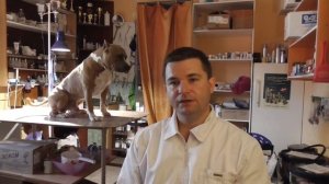 Болезни амстаффа покупать стаффа или нет