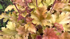 ГЕЙХЕРЫ В НАШЕМ САДУ ???