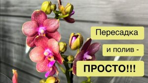 Пересадка реанимашек без корней, полив с открытой и закрытой системах…