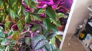 как вырастить шикарный сциндапсус