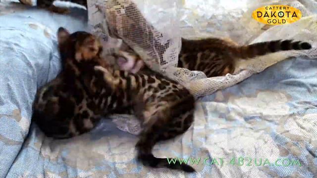Будни питомника бенгальской кошки Dakota Gold подборка разных роликов, едим, играем, позиуем смотреть онлайн