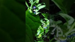 #Паслен черный