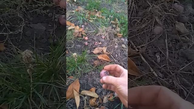 ХУРМА ВИРГИНСКАЯ, УРОЖАЙ СПЕЕТ, ОКТЯБРЬ смотреть онлайн