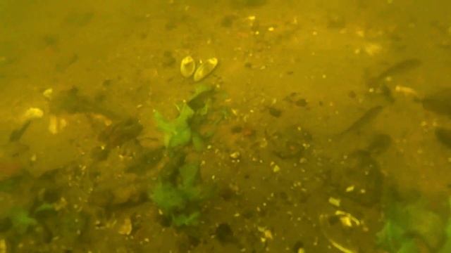Подводный Мир реки Цны, г.Моршанск, Тамбовская область