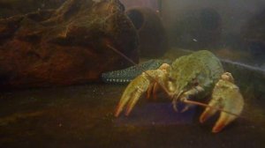 Рак в Аквариуме с золотыми рыбками