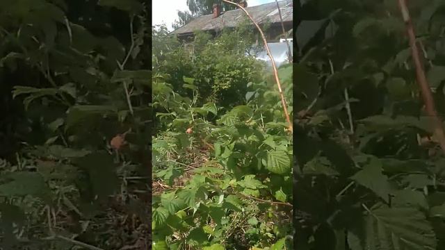 вкусная малина смотреть онлайн