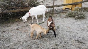 Как выбрать козлика или козла на племя. Инструкция для новичков.