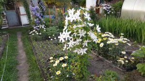 Клематис Бьютифул Брайд . Clematis Beautiful Bride . Польские сорта клематисов .