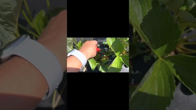 Сигналки китайских сортов! Смотрим вкус и форму? смотреть онлайн