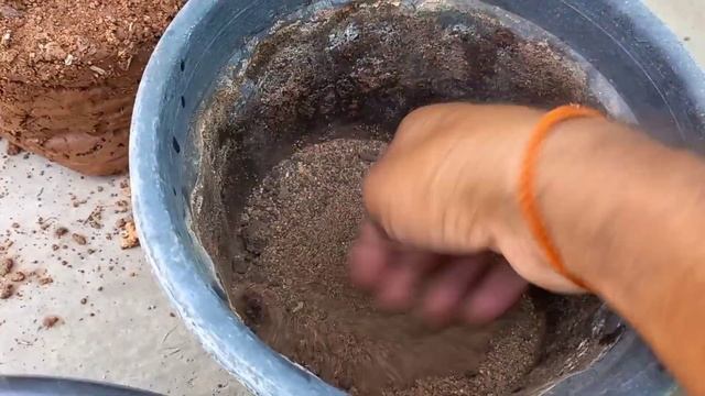 Best Soil media for Bougainvillea Flower Plant. How to Grow Bougainville flower plant ? смотреть онлайн