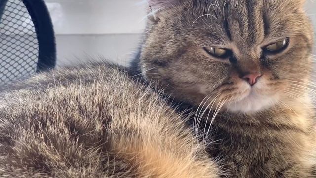 НОВИНКИ В МОЕМ ДЕКОРЕ⚜️ДОМАШНИЙ УЮТ⚜️(Esmeralda серебро) смотреть онлайн