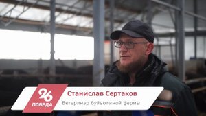 Экзотика по-ставропольски: как в регионе выращивают буйволов
