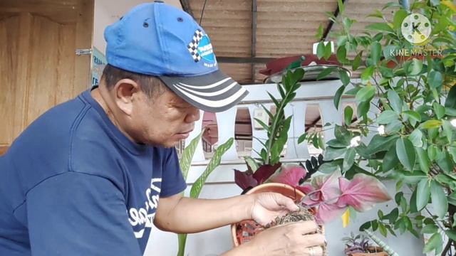 #Mahad thai caladium смотреть онлайн