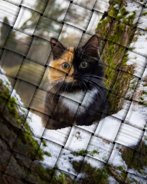 звуки кошек