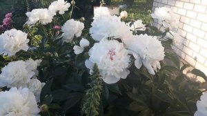 Пион Фестива максима (Festiva maxima)