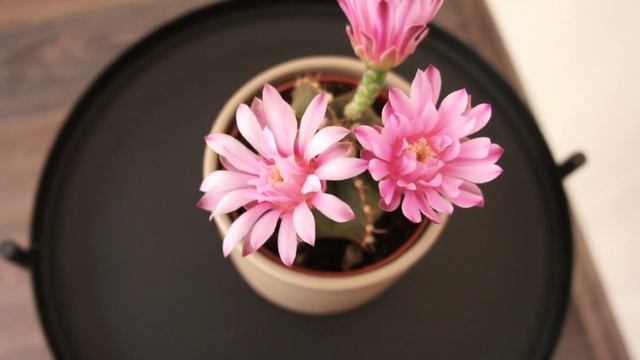 Цветение Гимнокалициума михановичи (Gymnocalycium mihanovichii)