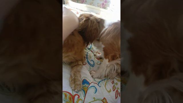 Cavalier king Charles spaniel and Maine coon