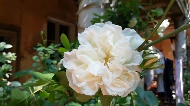 Growing antique rose madame legras de st Germaine in my garden смотреть онлайн