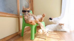 Приколы с животными до слез! Свежие приколы 2024! Приколы с котами и кошечками.