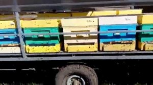 Пчелы Кордован весеннее развитие в лесу